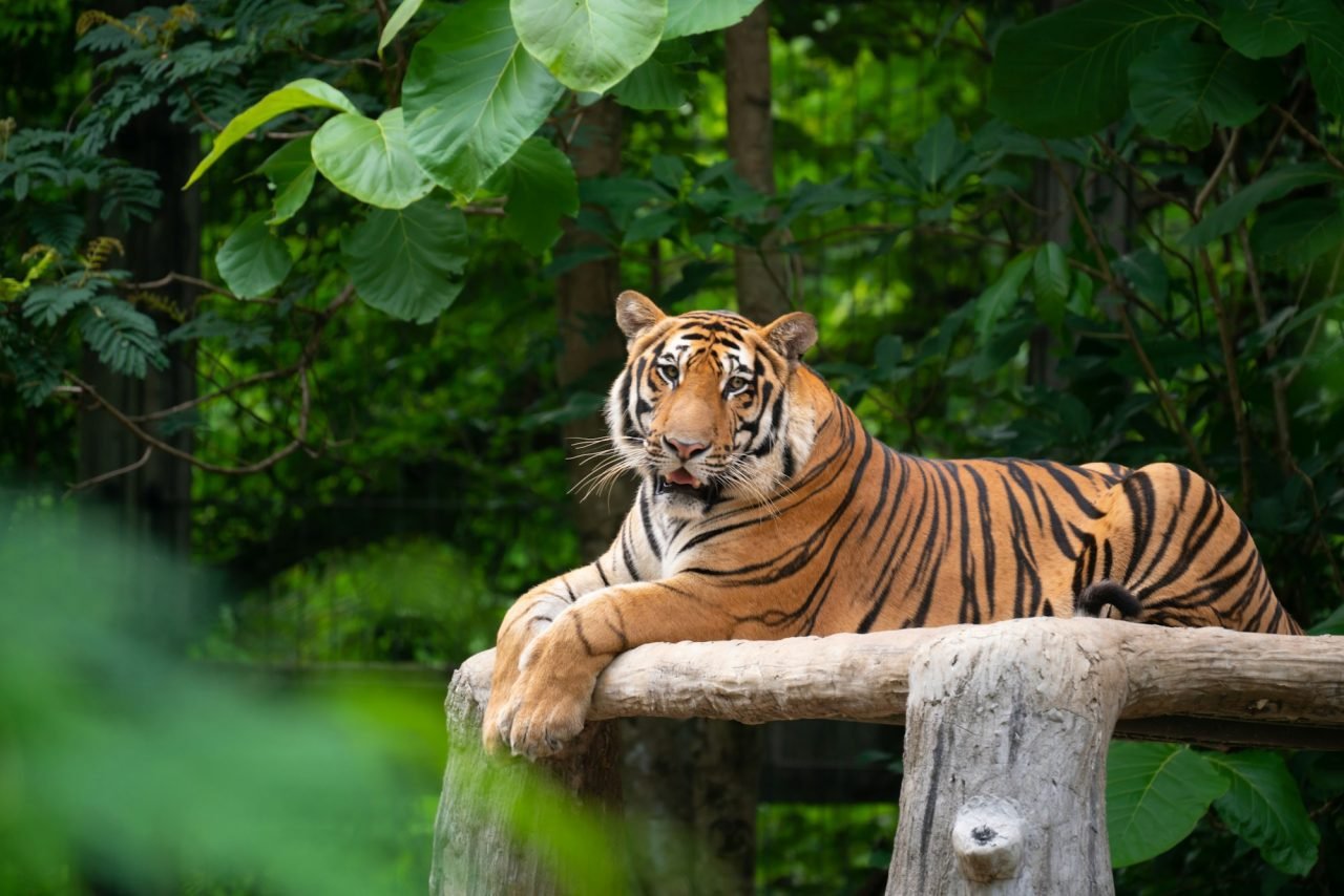 Bengal tiger resting in Jim Corbett National Park