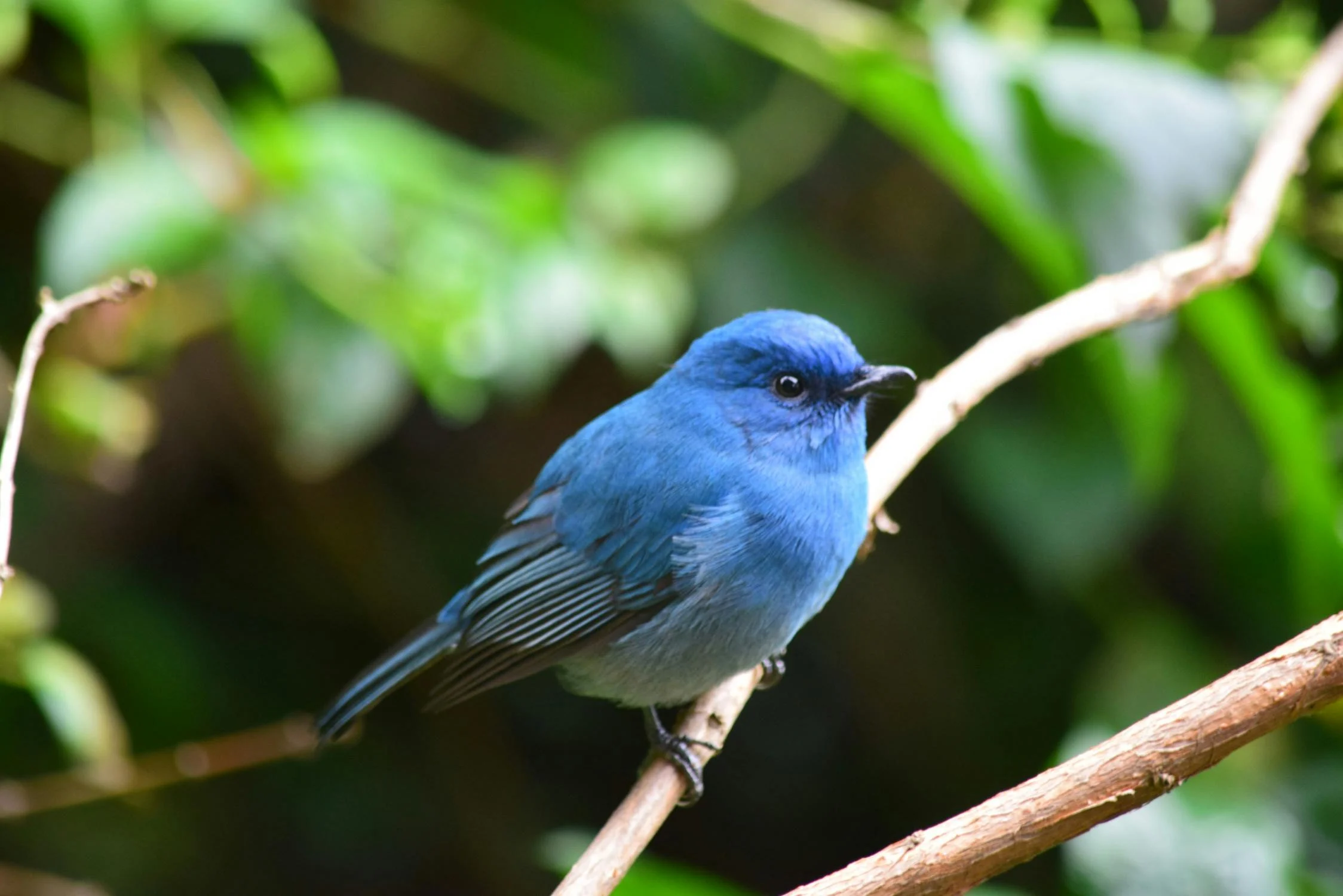 Bird spotted in Jim Corbett National Park