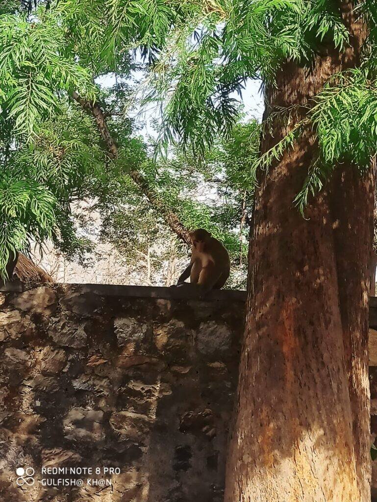 monkey
