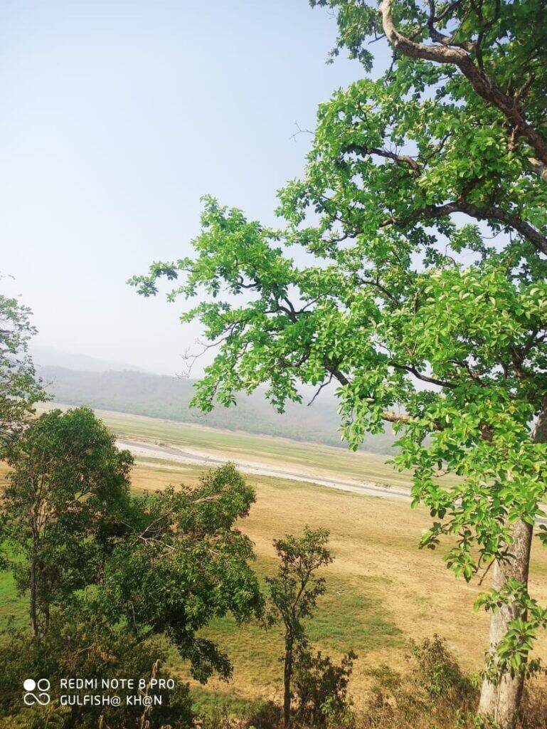 Grasslands of the Dhikala Zone in Jim Corbett National Park