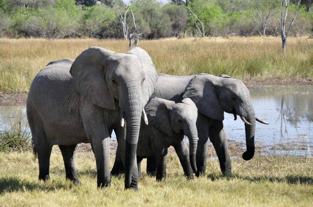 corbett tour packages