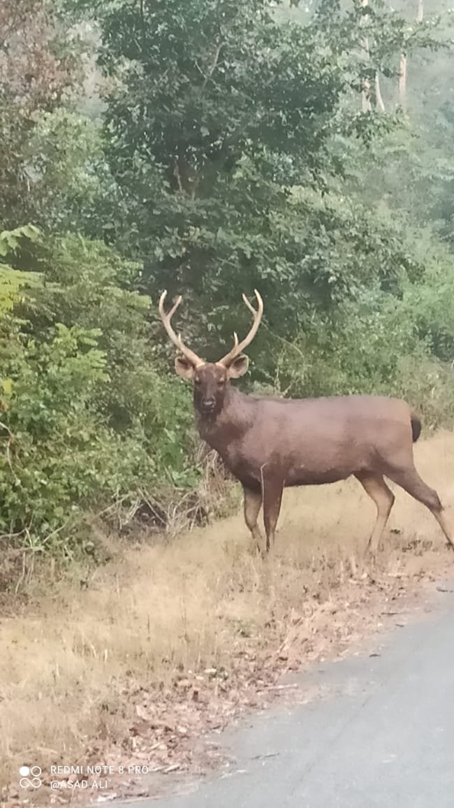 Deer sighting on a Jim Corbett jungle safari