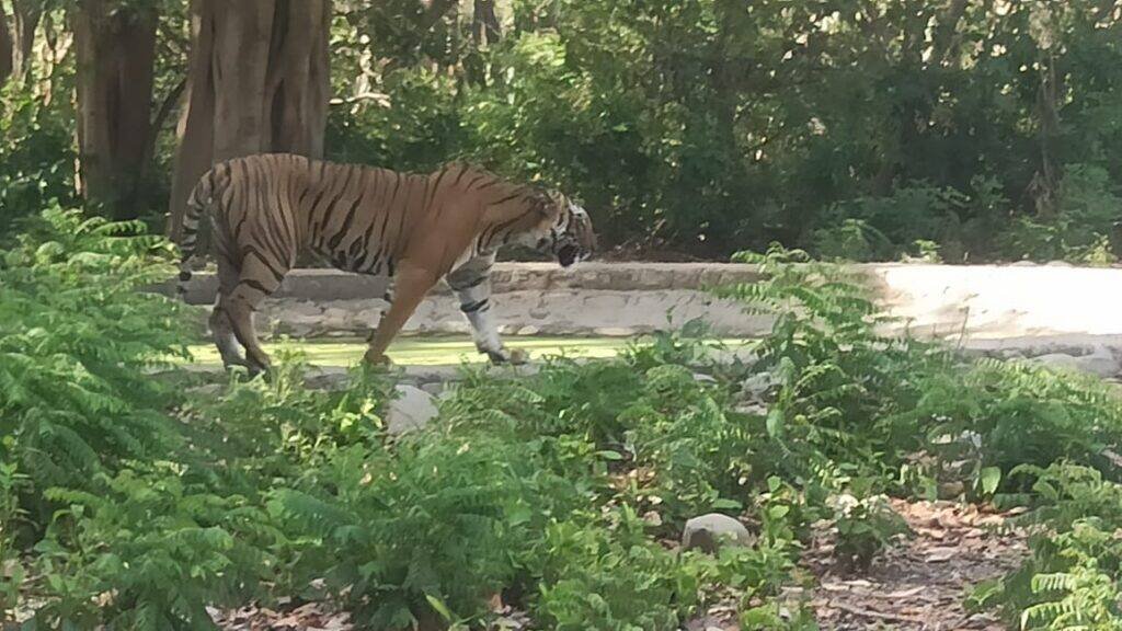 tiger side view