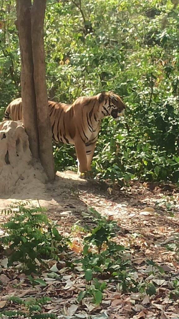 bagh travel tour and travels