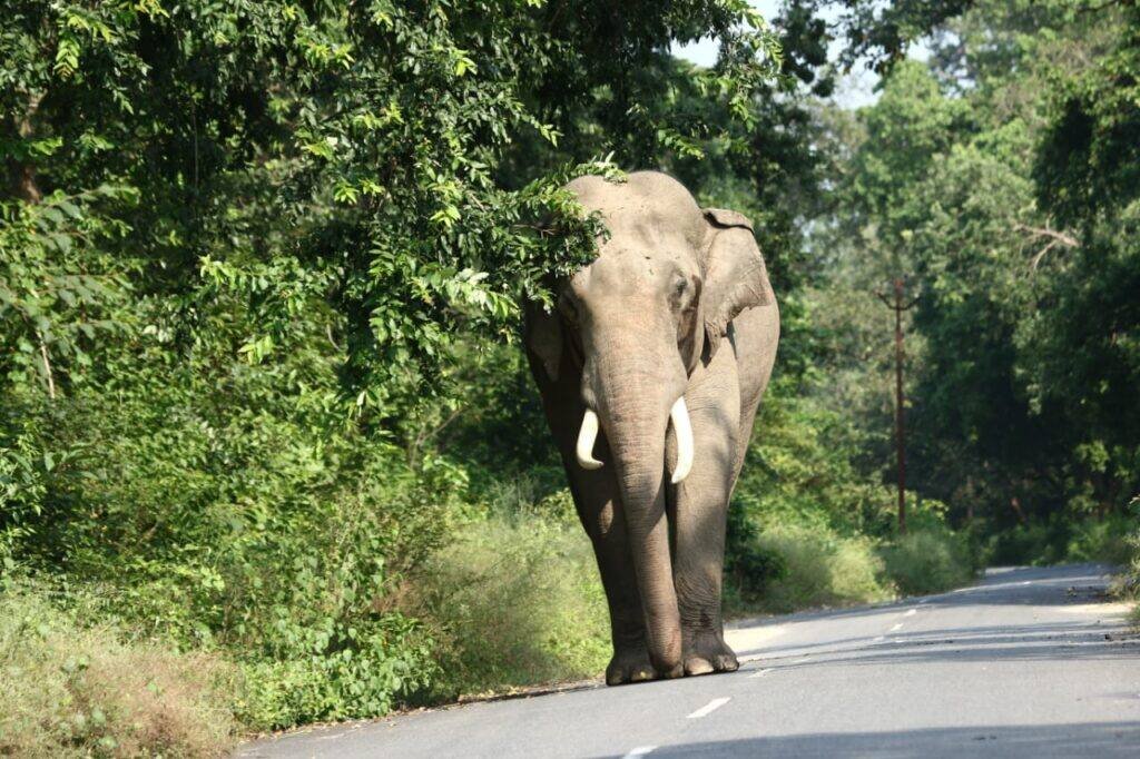 bagh travels tour and travels
