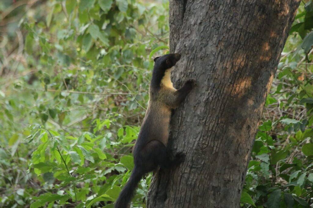 bagh travels yellow throated martin