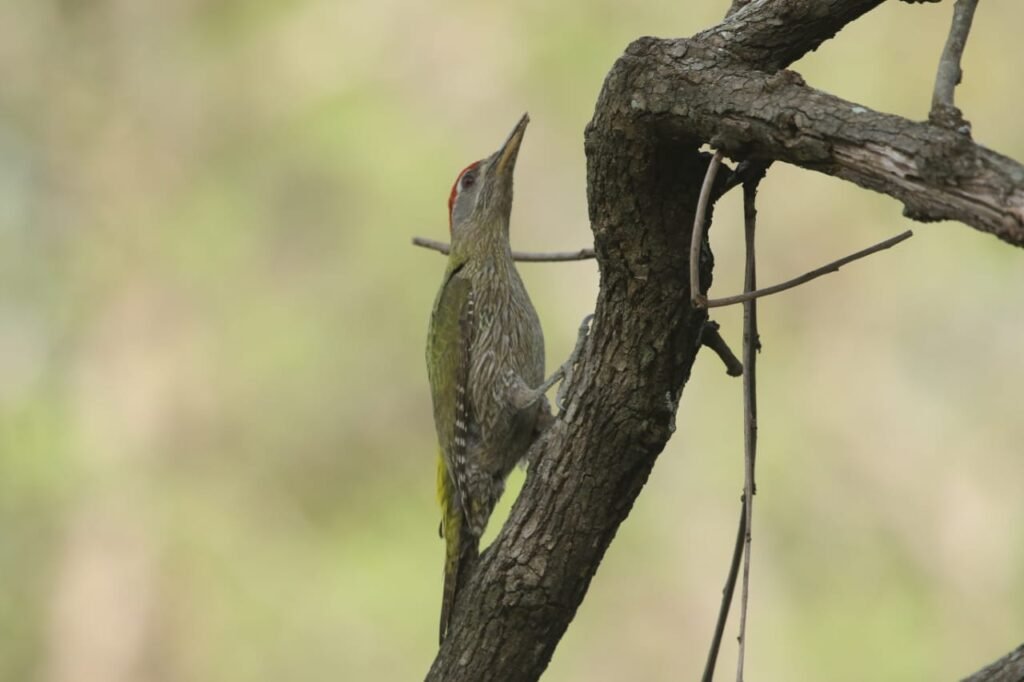 bird sitting on tree