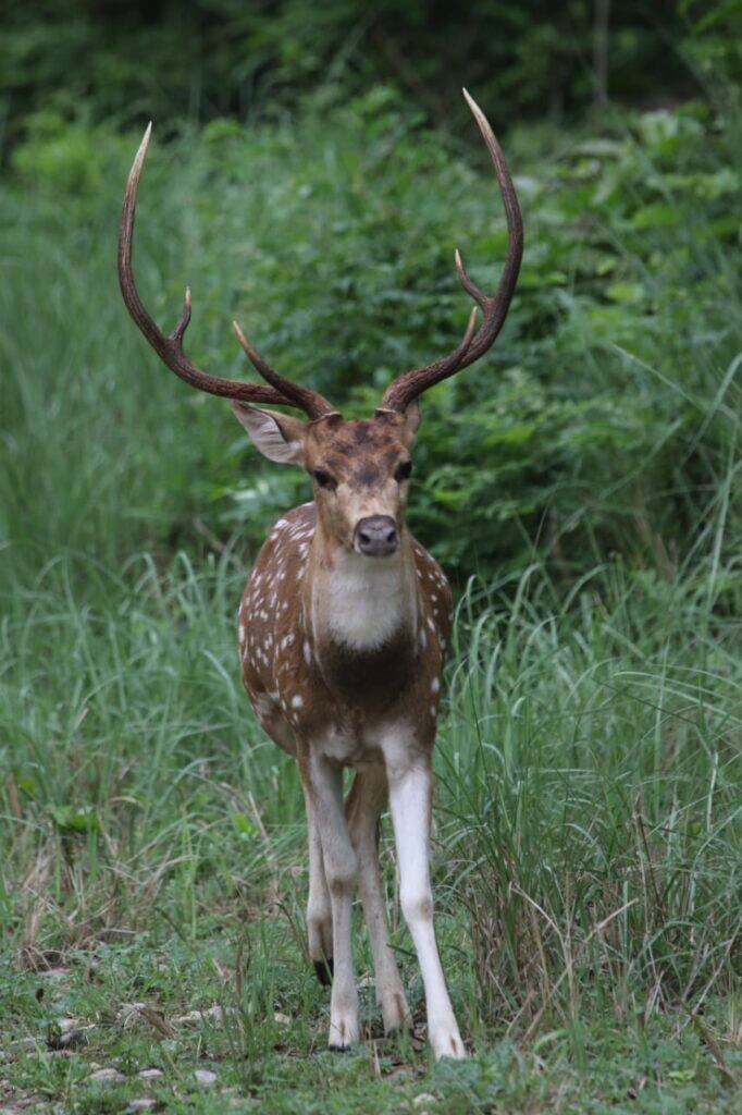 bagh travel deer sighting