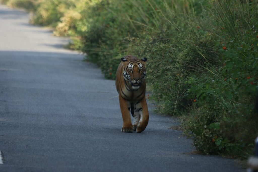 jim corbett wildlife tour