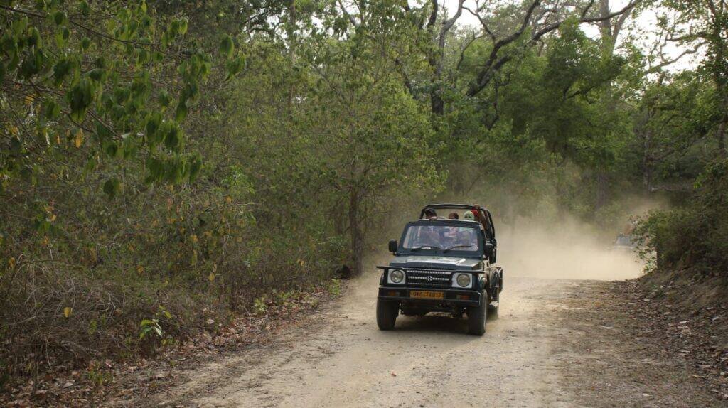 jungle safari view