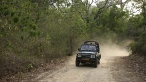 jungle safari view