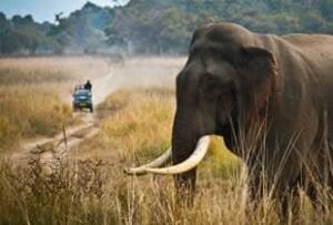 elephant in bijrani