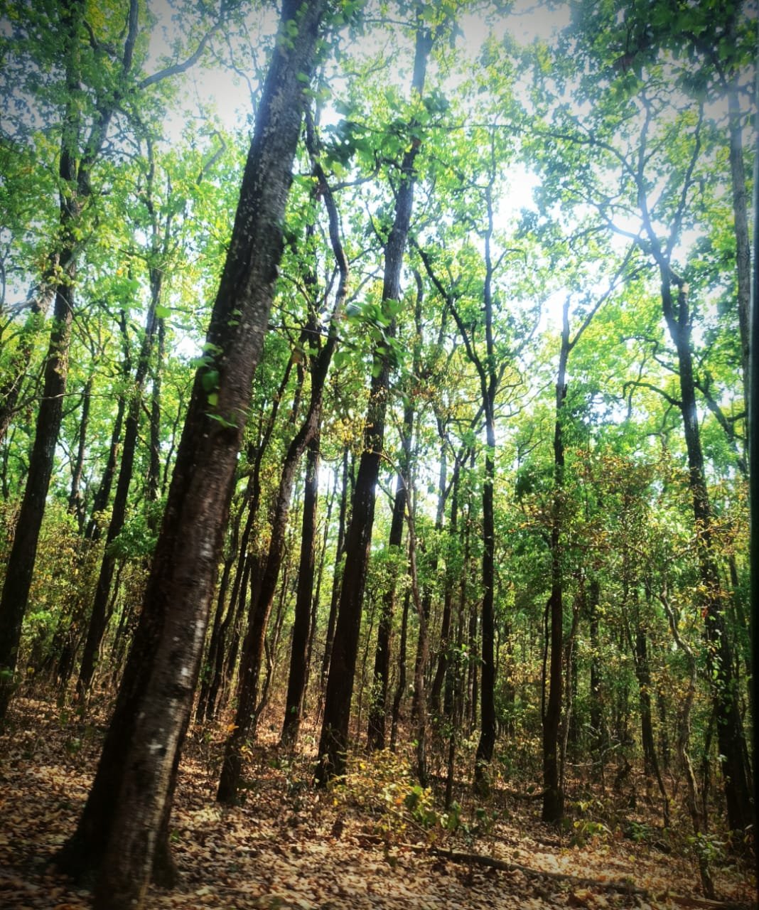 sitabani zone corbett