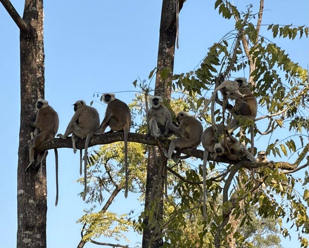 Mohaan Zone Safari