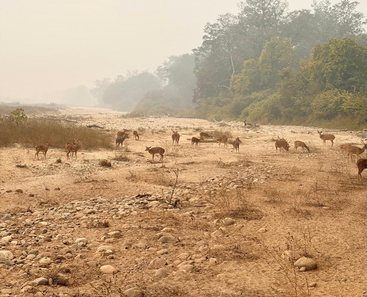 jim corbett safari booling