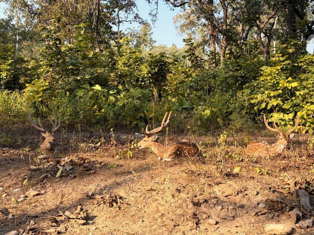 eagle in hathidaager