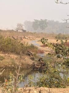 Kaladhungi Zone Safari