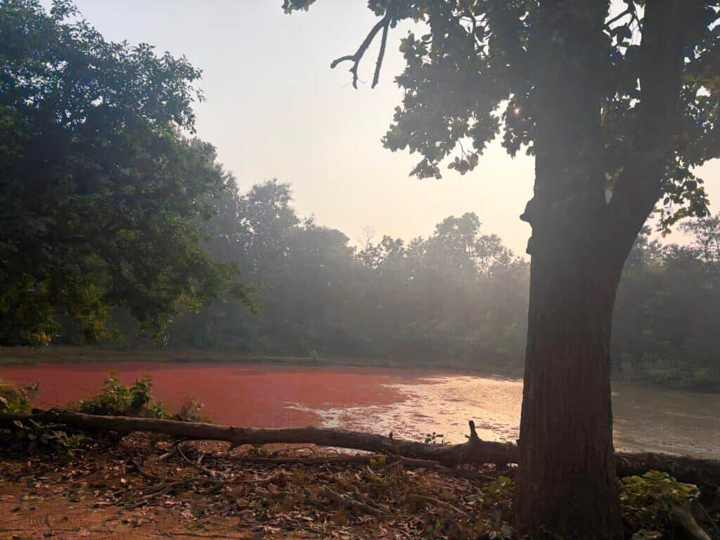 scenario of jungle