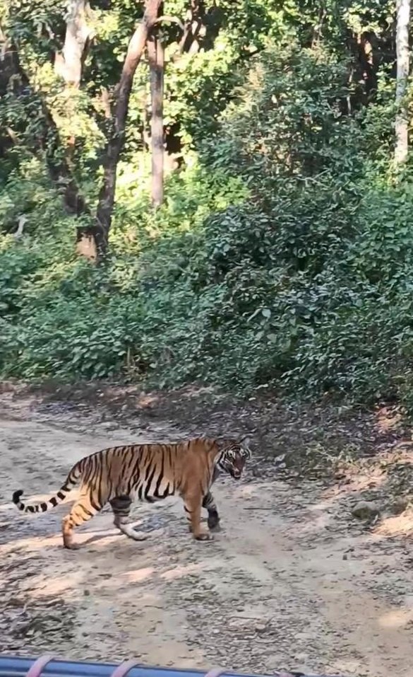 tiger safari booking