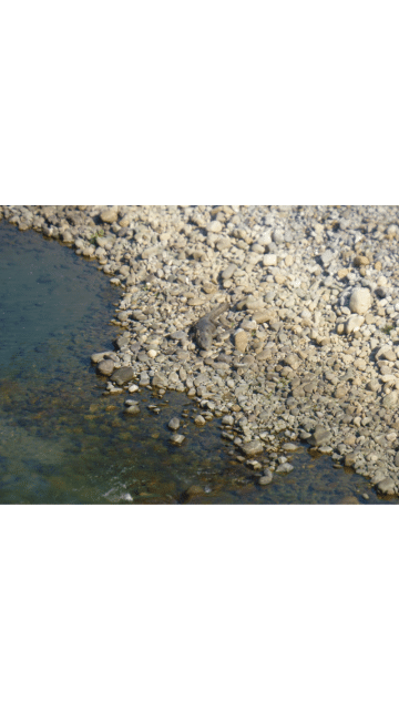 Crocodile sighted in corbett