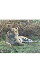 tiger in dhikala