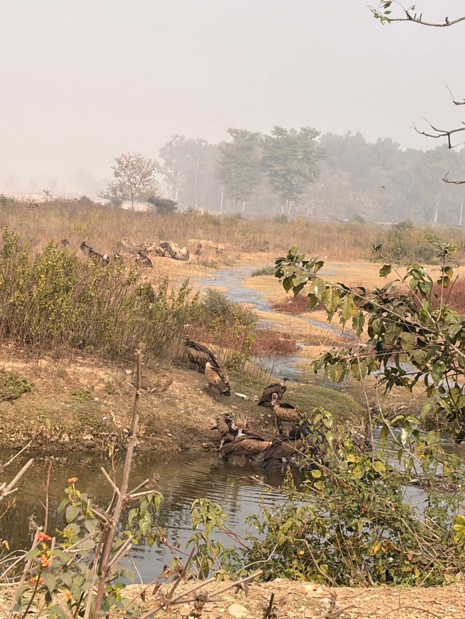 Hathi Dager Zone safari