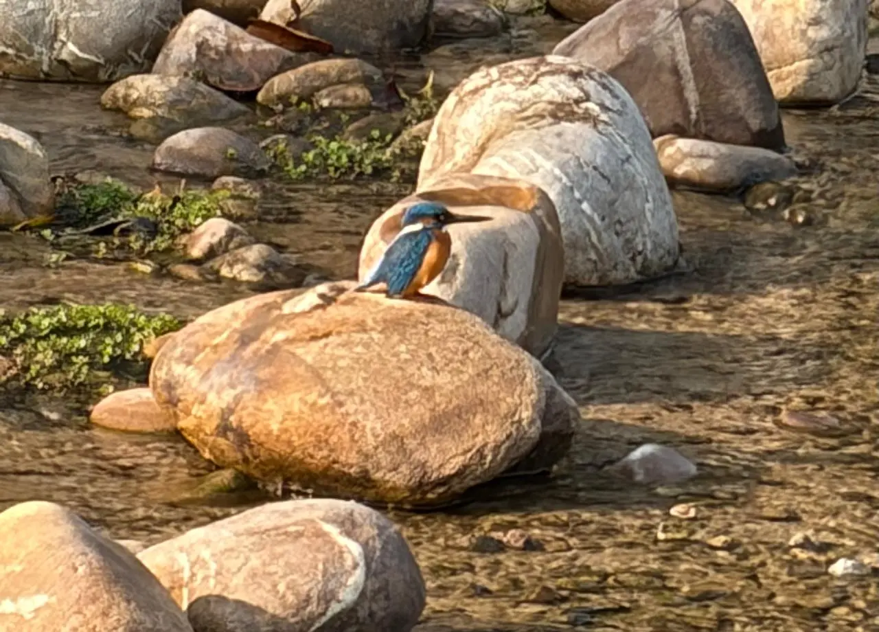 kingfisher