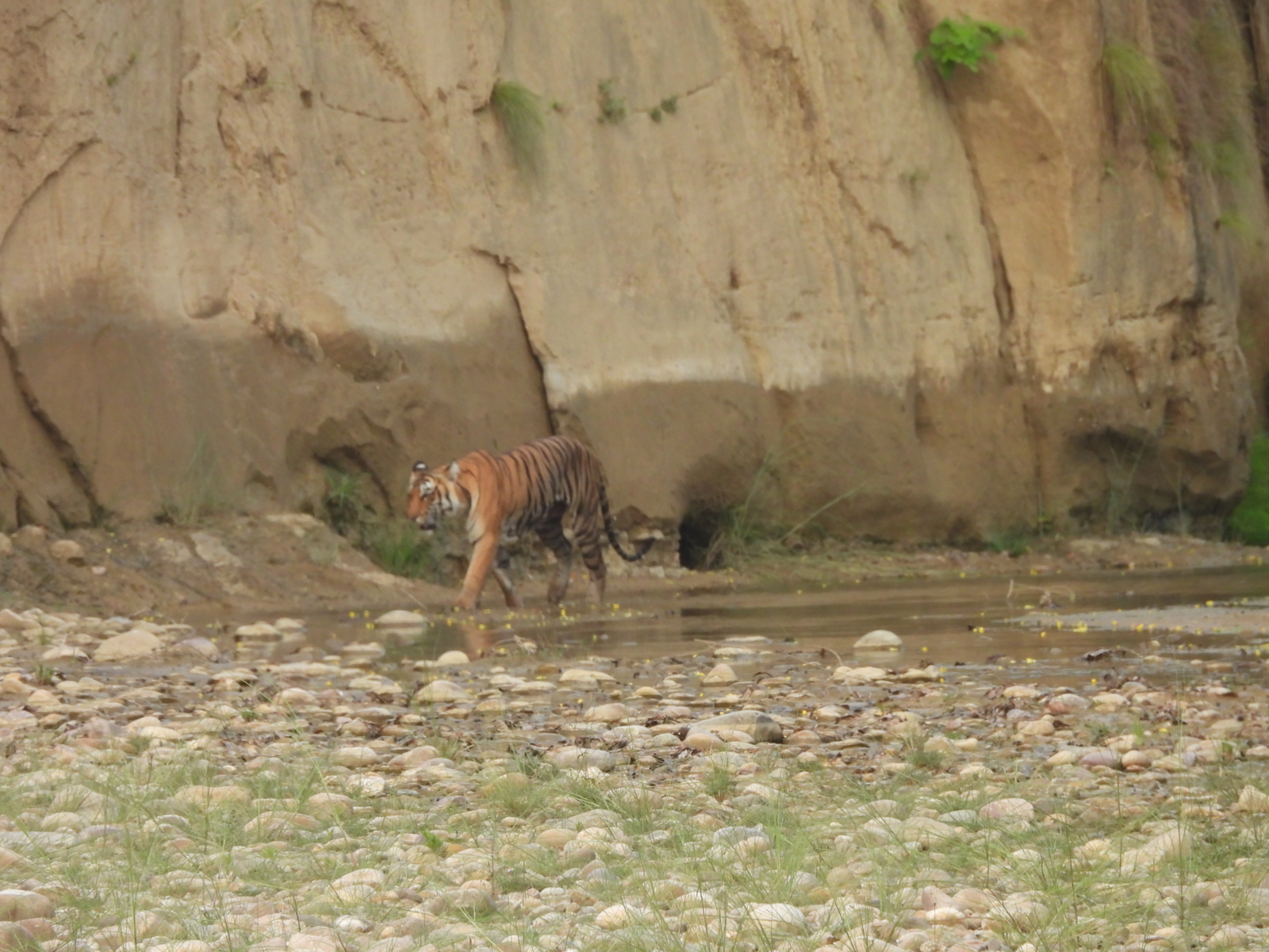 TIGER AT CORBETT